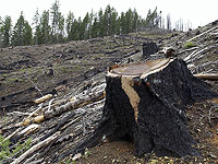 За последние 20 лет вырубка лесов убила полмиллиона человек