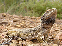 Бородатые агамы могут менять пол. Ученые выяснили – как