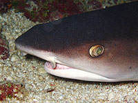 Акулы могут терять зубы из-за кислотности океана