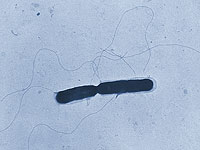 Израильские ученые нашли у бактерий память, которую микробы используют для адаптации