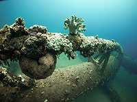 Для строительства новой базы ВМС в Эйлате эвакуируют 10 тысяч колоний кораллов. Видео