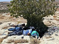 Пара молодых газелей упала в глубокую пещеру, но их удалось спасти