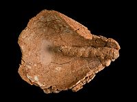 Фитиль, сохранившийся в течение 4000 лет: находка археологов рядом с Йехудом