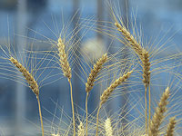 Исследователи вывели пшеницу, которая производит собственное удобрение