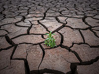 После засухи растения сначала заботятся о своей защите и только потом о росте