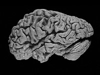 Мозг обрабатывает сигналы только в том случае, если они поступают в нужный момент