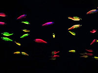 Рыбки данио помогли разработать лечение от редкой болезни лимфатической системы