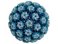 Вакцина с наночастицами подавляет опухоли, связанные с ВПЧ