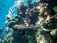 Как кораллы 