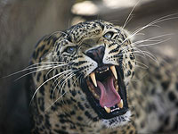 Как и люди, многие животные в жару становятся более агрессивными