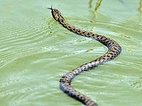 Опубликована 