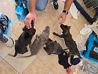 В Тель-Авиве в ходе обыска полиция обнаружила и конфисковала семь амстаффов