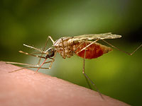 Комаров особенно привлекают любители пива и секса. Новое исследование