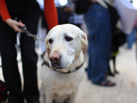Разрешено ли приводить собаку-поводыря в синагогу? Законоучители расходятся во мнениях