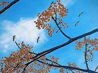 Система отслеживания диких животных может предупредить о будущей пандемии