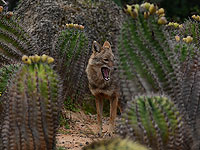 Больной бешенством шакал обнаружен возле кибуца Дафна в Верхней Галилее