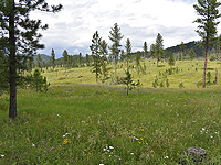 Насекомые исчезают даже из 