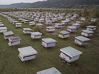 Неизвестные отравили миллионы пчел на пасеке в Верхней Галилее