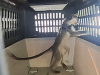 В мошаве Нехора изъяли зеленую мартышку: 58 с начала операции против контрабанды