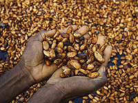 Добавки с экстрактом какао снижают возрастные маркеры воспаления