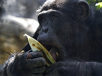 Шимпанзе ежедневно потребляют дозу алкоголя, равную одной порции 