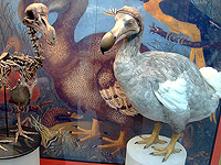 Компания Colossal заявляет о приближении к 