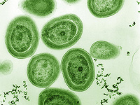 Потепление океана угрожает микробу, который производит почти треть кислорода на Земле