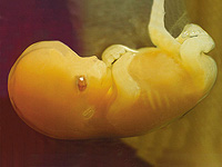 Метаболизм контролирует часы развития эмбриона