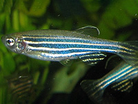 Пальцы млекопитающих могли развиться из анальных отверстий рыб