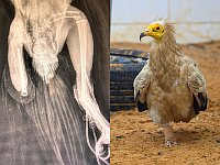 В Израиле впервые имплантировали штифт под протез египетскому грифу