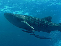 Акула, замеченная возле пляжа в Ашдоде, является китовой и не представляет собой опасности