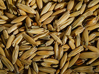 Генетики доказали, что ячмень был одомашнен пять раз в разных регионах Плодородного полумесяца