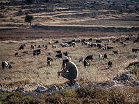 Проверяется сообщение о попытке наезда на еврейского пастуха в восточной Самарии