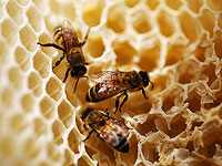Медоносные пчелы используют танец для понимания окружающей среды