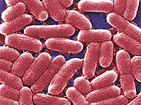 Кишечные микробы влияют на сон