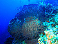 Первыми животными на Земле возможно были морские губки