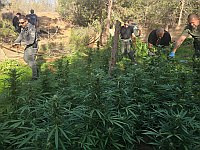 Плантация каннабиса в роще кибуца Брор-Хаиль, арестованы подозреваемые