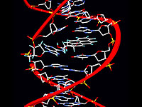 Израильские генетики показали, что эволюционно важные мутации происходят не случайно