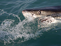 Акула у берегов Ашкелона: муниципалитет запретил купание на городских пляжах