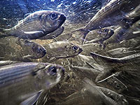 Синтетическая кровь рыб может быть использована в качестве антифриза