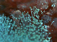 Пластыри из живых грибов могут стать будущим лечения ран