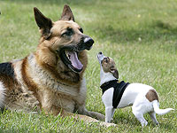 Исследование показало, что у некоторых собак проявляются признаки зависимости