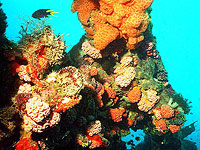 Коралловые рифы мира достигли предела выживаемости