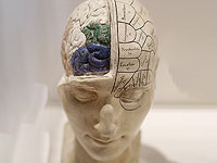 Отдельные нейронные цепи распознают приятные и неприятные запахи