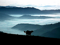 Минздрав предупреждает о собаке в Верхней Галилее, зараженной бешенством