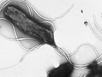 Иммуноинформатика может проложить путь к созданию вакцины против язвы желудка