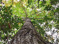 Полог деревьев снижает риск падений пешеходов. Американское исследование