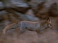 Минздрав: в августе-сентябре на юге Голанских высот была замечена лиса, зараженная бешенством