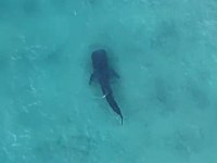 Жители Газы вытащили на берег китовую акулу, плававшую около побережья