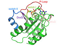 Прорывная терапия рака останавливает рост опухоли, не причиняя вреда здоровым клеткам